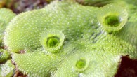 Marchantia polymorpha. Image credit: Holger Casselmann / CC BY-SA 3.0.