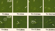 This is a 92 hour time capture image from senescent cultures of human fibroblasts (NHDF) treated with vehicle only controls (DMSO) and 92 hour time capture image showing NHDF cells treated with resveratrol. Image credit: University of Exeter.