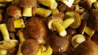 Mushrooms contain unusually high amounts of antioxidants called glutathione and ergothioneine. Image credit: Jan Plywacz.