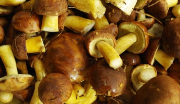 Mushrooms contain unusually high amounts of antioxidants called glutathione and ergothioneine. Image credit: Jan Plywacz.