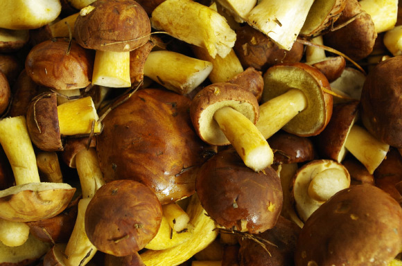 Mushrooms contain unusually high amounts of antioxidants called glutathione and ergothioneine. Image credit: Jan Plywacz.
