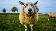 Sheep recognize familiar and unfamiliar human faces from 2D images. Image credit: Magnus114.
