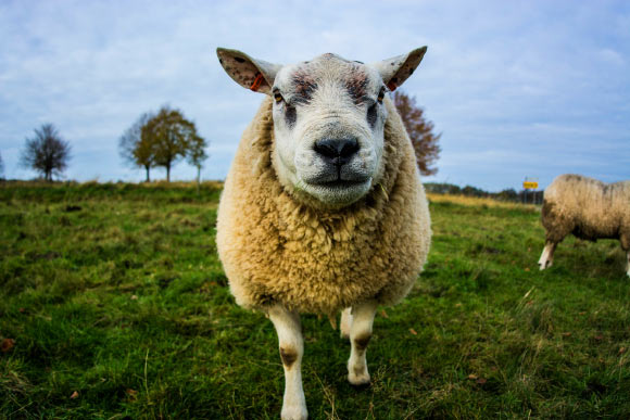 Sheep recognize familiar and unfamiliar human faces from 2D images. Image credit: Magnus114.