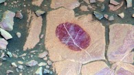 This false-color image demonstrates how use of special filters available on Curiosity’s Mastcam camera can reveal the presence of certain minerals in target rocks. It is a composite of images taken through three ‘science’ filters chosen for making hematite stand out as exaggerated purple. Mastcam’s narrow-band filters used for this view help to increase spectral contrast, making blues bluer and reds redder, particularly with the processing used to boost contrast in each of the component images of this composite. Fine-grained hematite preferentially absorbs sunlight around in the green portion of the spectrum around 527 nm. That gives it the purple look from a combination of red and blue light reflected by the hematite and reaching the camera through the other two filters. Bright lines within the rocks are fractures filled with calcium sulfate minerals. Image credit: NASA / JPL-Caltech / MSSS.