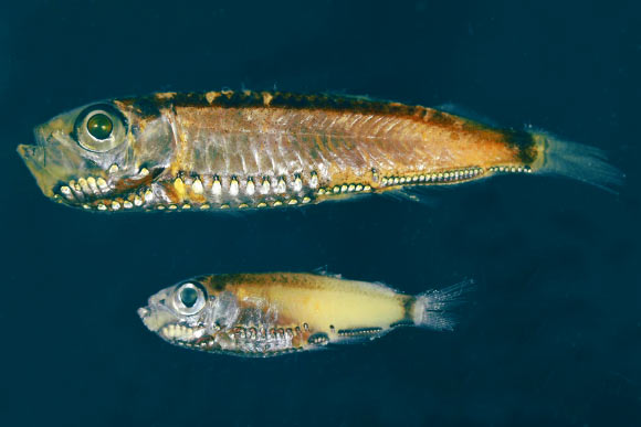 Maurolicus muelleri (top) and Maurolicus mucronatus (bottom). Image credit: Fanny de Busserolles, University of Queensland.