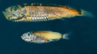 Maurolicus muelleri (top) and Maurolicus mucronatus (bottom). Image credit: Fanny de Busserolles, University of Queensland.