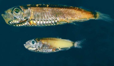 Maurolicus muelleri (top) and Maurolicus mucronatus (bottom). Image credit: Fanny de Busserolles, University of Queensland.