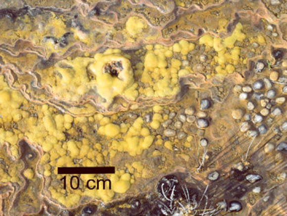 Giblin River stromatolites. Image credit: Proemse et al, doi: 10.1038/s41598-017-15507-1.