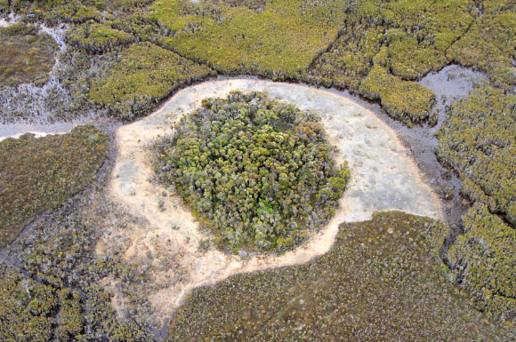 Aerial view of a prominent Giblin River spring mound: the shrubby center conceals marshy ground and shallow ponds which discharge groundwater; the pale outer band is calcareous mud and tufa colonized by stromatolites. Image credit: Proemse et al, doi: 10.1038/s41598-017-15507-1.