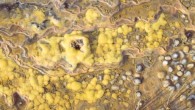 Giblin River stromatolites. Image credit: Proemse et al, doi: 10.1038/s41598-017-15507-1.
