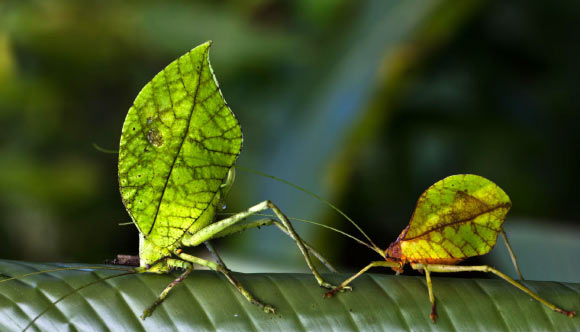 Typophyllum spurioculis. Image credit: Andrew Baker.