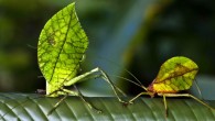 Typophyllum spurioculis. Image credit: Andrew Baker.