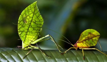 Typophyllum spurioculis. Image credit: Andrew Baker.