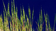 The Tausch’s goatgrass (Aegilops tauschii), also known as the rough-spike hard grass, is a self-pollinating goatgrass species in the Triticeae tribe of the grass family. It is native to temperate Asia and the tropical Asian Indian Subcontinent, the Caucasus region in Eurasia, and Ukraine in Eastern Europe. Image credit: Patrick McGuire / University of California.
