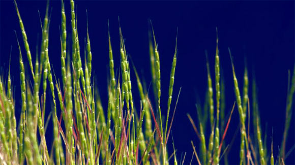 The Tausch’s goatgrass (Aegilops tauschii), also known as the rough-spike hard grass, is a self-pollinating goatgrass species in the Triticeae tribe of the grass family. It is native to temperate Asia and the tropical Asian Indian Subcontinent, the Caucasus region in Eurasia, and Ukraine in Eastern Europe. Image credit: Patrick McGuire / University of California.