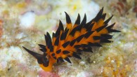 Placida cremoniana. Image credit: Izuzuki Diver / CC BY-SA 2.5.