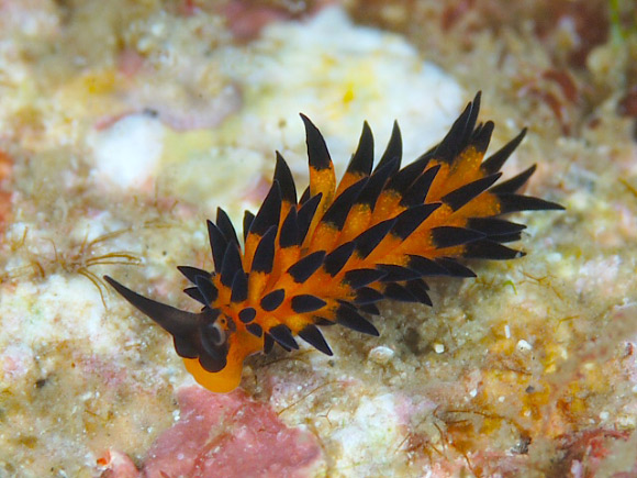 Placida cremoniana. Image credit: Izuzuki Diver / CC BY-SA 2.5.