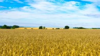 A field of bread wheat (Triticum aestivum) in Ukraine. Image credit: Oleksii Alieksieiev.