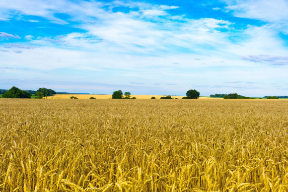 A field of bread wheat (Triticum aestivum) in Ukraine. Image credit: Oleksii Alieksieiev.