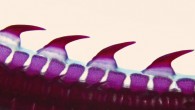 Dermal denticles on the tail of the little skate (Leucoraja erinacea). Image credit: Andrew Gillis, University of Cambridge.