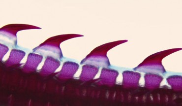 Dermal denticles on the tail of the little skate (Leucoraja erinacea). Image credit: Andrew Gillis, University of Cambridge.