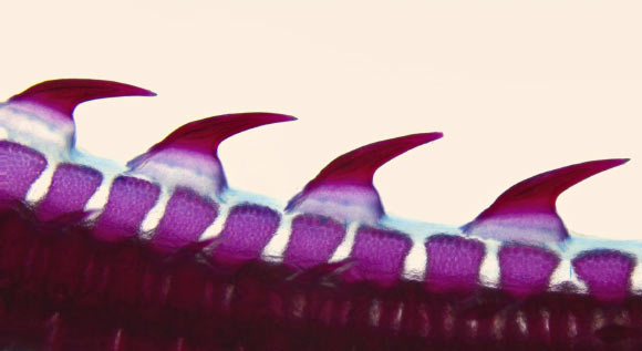 Dermal denticles on the tail of the little skate (Leucoraja erinacea). Image credit: Andrew Gillis, University of Cambridge.