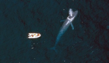 A blue whale (Balaenoptera musculus) spouts near a research boat. Image credit: Flip Nickin, Minden Pictures / Oregon State University / CC BY-SA 2.0.