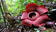 Rafflesia kemumu. Image credit: Susatya et al / Ministry of Environment and Forestry Republic of Indonesia.