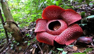 Rafflesia kemumu. Image credit: Susatya et al / Ministry of Environment and Forestry Republic of Indonesia.