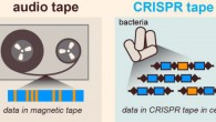 Audio signals can be stored in a magnetic tape medium; similarly the microscopic data recorder stores biological signals into a CRISPR tape in bacteria. Image credit: Columbia University Medical Center.