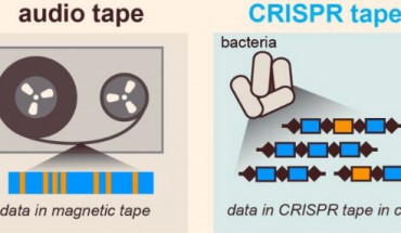 Audio signals can be stored in a magnetic tape medium; similarly the microscopic data recorder stores biological signals into a CRISPR tape in bacteria. Image credit: Columbia University Medical Center.