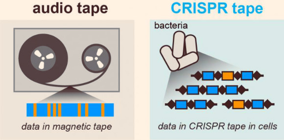 Audio signals can be stored in a magnetic tape medium; similarly the microscopic data recorder stores biological signals into a CRISPR tape in bacteria. Image credit: Columbia University Medical Center.