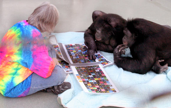 Sousa et al show that the human brain is not only a larger version of the ancestral primate brain but also one filled with distinct and surprising differences. Image credit: William H. Calvin / CC BY-SA 4.0.
