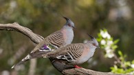 Murray et al show that crested pigeons (Ochyphaps lophotes) signal alarm with specially modified wing feathers. Image credit: Patrick Kavanagh / CC BY 2.0.