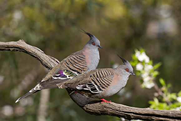 Murray et al show that crested pigeons (Ochyphaps lophotes) signal alarm with specially modified wing feathers. Image credit: Patrick Kavanagh / CC BY 2.0.
