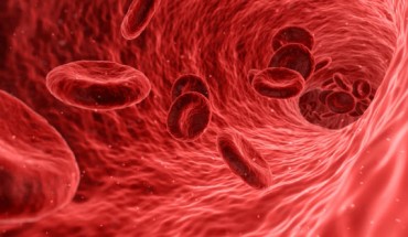 Angiogenesis is a process by which new blood vessels are formed from pre-existing ones. Image credit: Arek Socha.