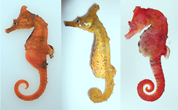 Coloration of fresh specimens: Hippocampus haema (left), H. coronatus (center), and H. sindonis (right). Image credit: Han et al, doi: 10.3897/zookeys.712.14955.
