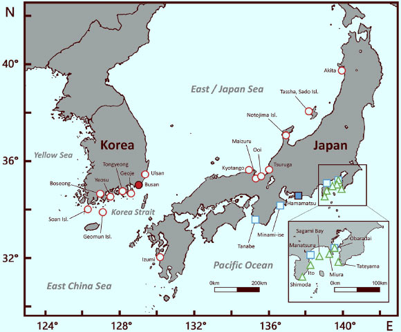 Distribution of Hippocampus haema (red circles; the filled red circle indicates the holotype), H. coronatus (green triangles), and H. sindonis (blue squares; the filled blue square indicates the holotype). Image credit: Han et al, doi: 10.3897/zookeys.712.14955.