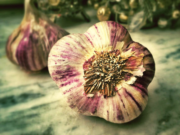 Garlic is rich in ajoene, allicin, and thiosulfinates -- sulfurous compounds that can boost the immune system. Image credit: Thomas Ulrich.