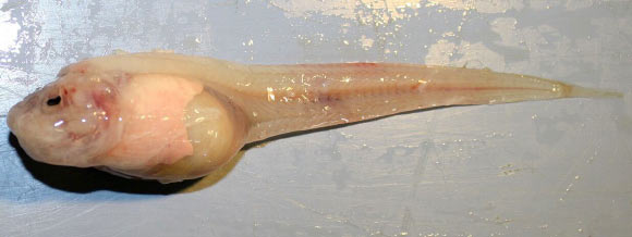 The Mariana snailfish (Pseudoliparis swirei). Image credit: Mackenzie Gerringer, University of Washington.
