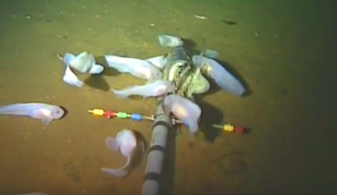 The Mariana snailfish (Pseudoliparis swirei). Image credit: Mackenzie Gerringer, University of Washington.