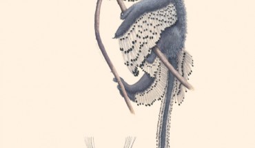 A new depiction of Anchiornis and its contour feather. Image credit: Rebecca Gelernter.
