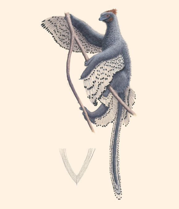 A new depiction of Anchiornis and its contour feather. Image credit: Rebecca Gelernter.