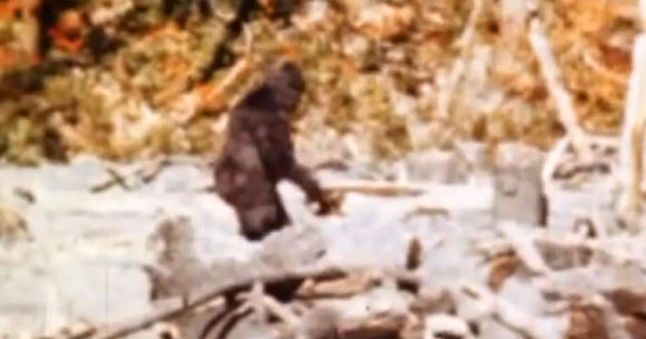 A still frame from the Patterson-Gimlin film, a famous motion picture of an unidentified subject filmed on October 20, 1967 by Roger Patterson and Robert Gimlin on Bluff Creek, a tributary of the Klamath River about 25 road miles north-west of Orleans, California.
