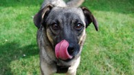 According to Albuquerque et al, dogs have a functional understanding of emotional expressions. Image credit: Djul.
