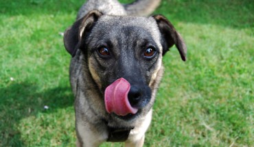 According to Albuquerque et al, dogs have a functional understanding of emotional expressions. Image credit: Djul.