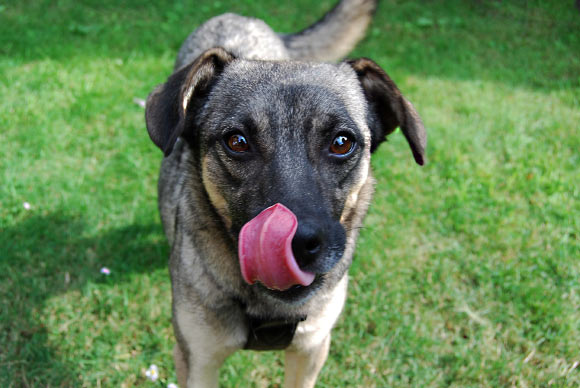 According to Albuquerque et al, dogs have a functional understanding of emotional expressions. Image credit: Djul.