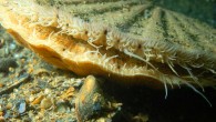 Palmer et al found that spatial vision in the scallop is achieved through precise control of the size, shape, and packing density of the tiles of guanine that together make up an image-forming mirror at the back of each of the eyes. This image shows the great scallop (Pecten maximus). Image credit: Ceri Jones, Haven Diving Services.