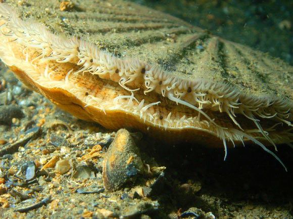 Palmer et al found that spatial vision in the scallop is achieved through precise control of the size, shape, and packing density of the tiles of guanine that together make up an image-forming mirror at the back of each of the eyes. This image shows the great scallop (Pecten maximus). Image credit: Ceri Jones, Haven Diving Services.