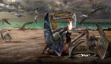 Colony of Hamipterus tianshanensis. Image credit: Chuang Zhao.